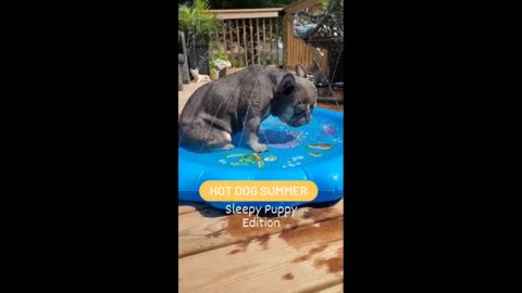 dog almost sleeps relaxing in the pool
