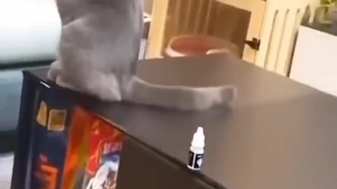 Funny video cat