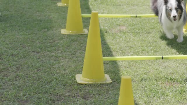 Dog training