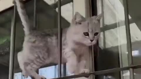 Ramp walk practice of cute cat