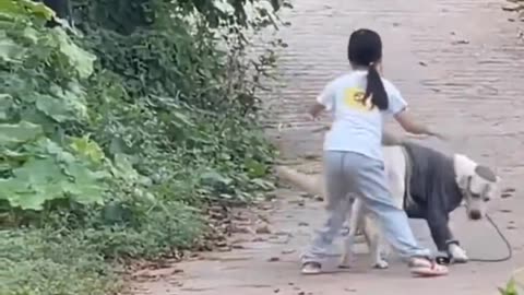 FUNNY DOGS VIDEO | CUTE ANIMAL | #FUNNY ANIMAL #CUTE ANIMAL