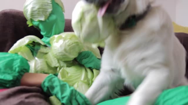 Funny Dog vs Cabbage Man Prank Cute Golden Retriever Bailey