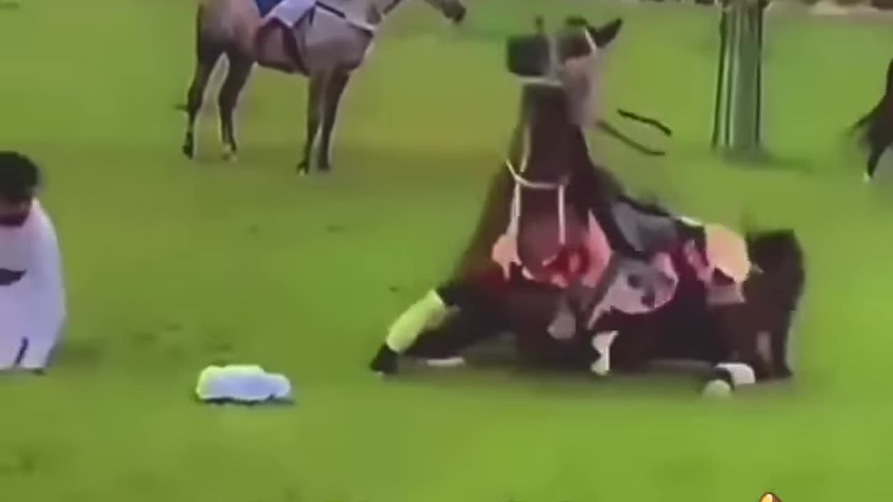 Horse 🐴 skills brilliant