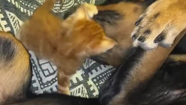 Look at this he is so cute, Kitten suckles on the dog