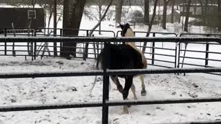 Horses turn Winter turn out - rare snow