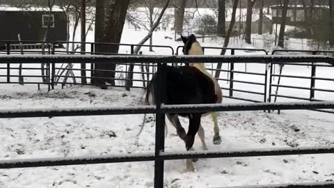 Horses turn Winter turn out - rare snow