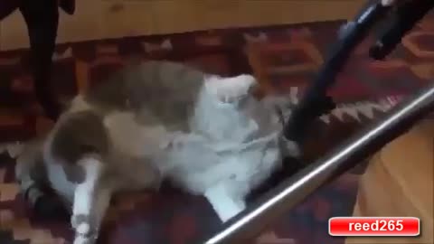 When Cats Play with Vacuum Cleaner