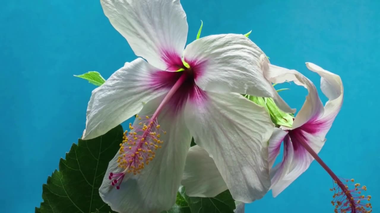 Beautiful white Hibiscus blossoming