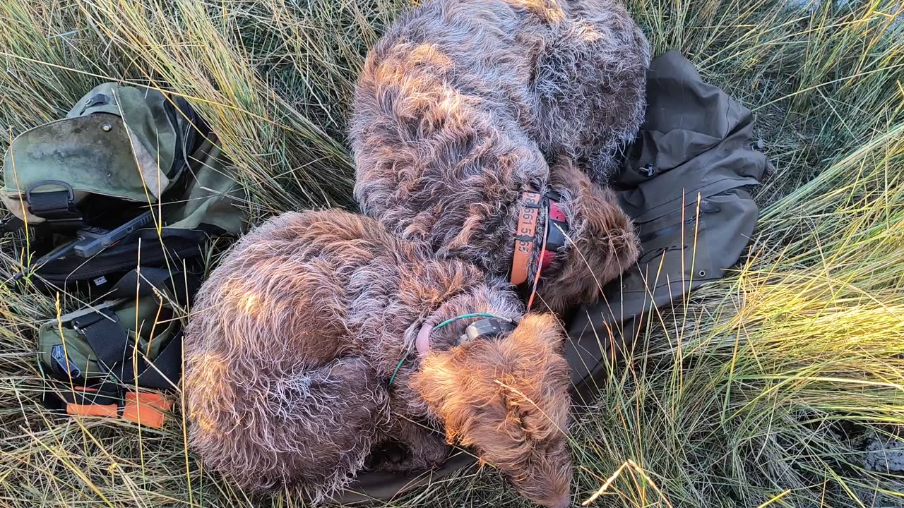 Montana duck hunt