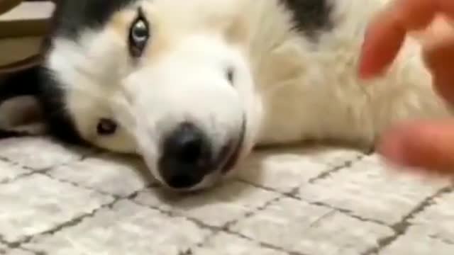 Hilarious Expression From Lazy Husky Cute And Funny Videos