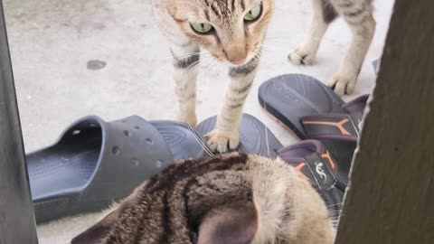 Hello my friend 👋