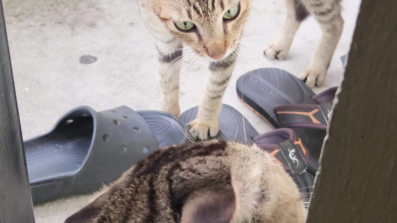 Hello my friend 👋