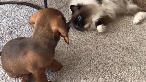 This is the first time my cats meet a dog 🥹🥹🥹