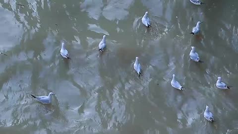 Birds having fun in water