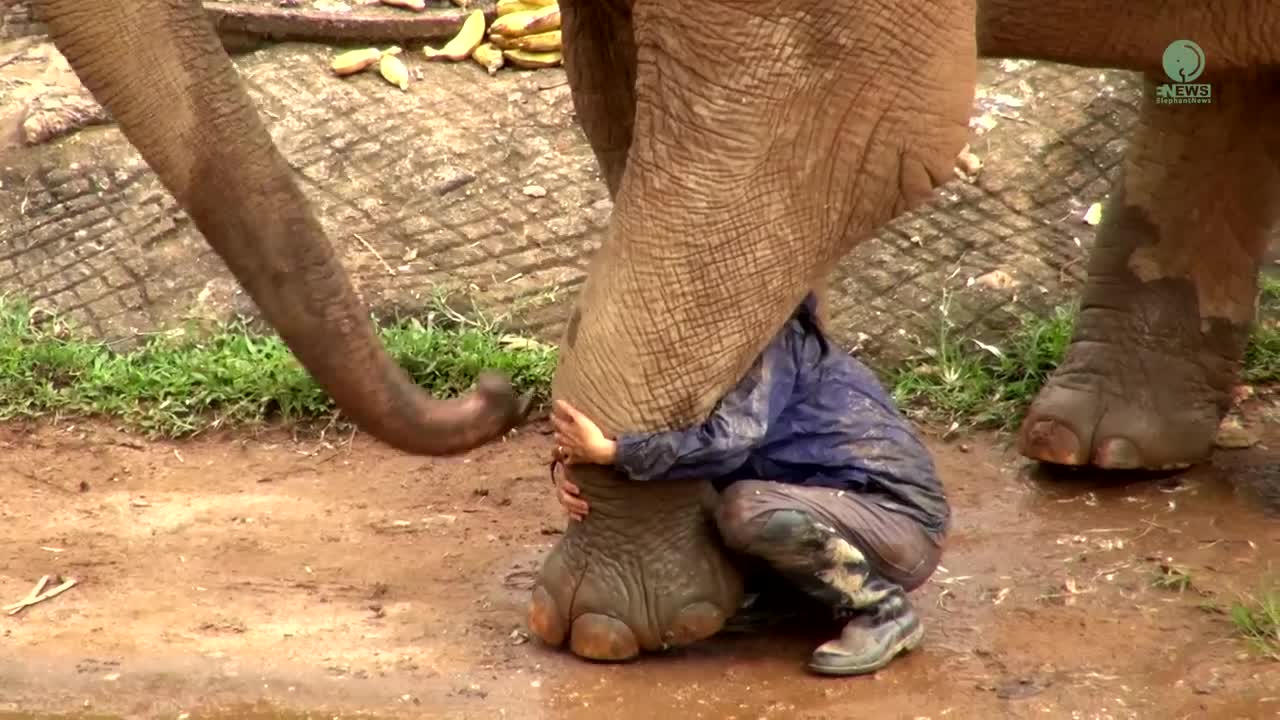 Watch Heartwarming Moment When Elephant Heard Calling Voice From Her Favourite Person - ElephantNews