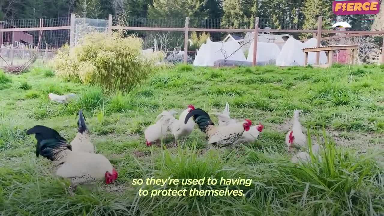 Rooster Loves To Leap Onto His Parents | The Dodo Little But Fierce