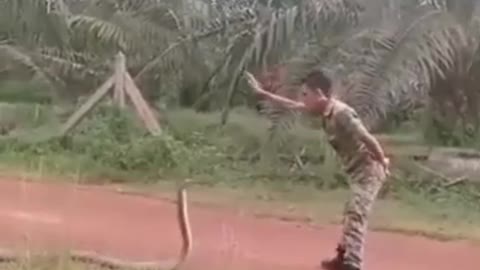 encounters the King Cobra snake' With a single finger he hypnotizes her