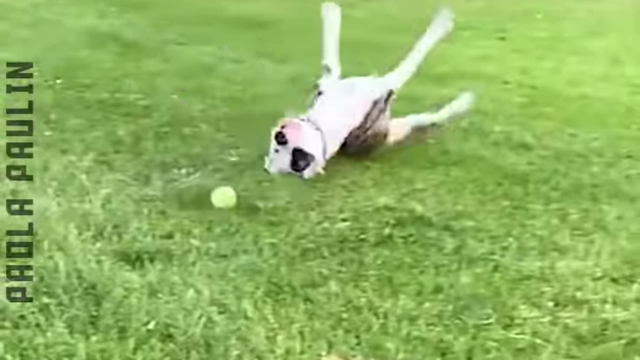 10 Funny Pet Moments