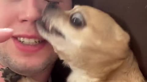 cute dog