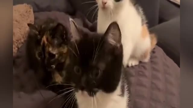 Cats are so cute