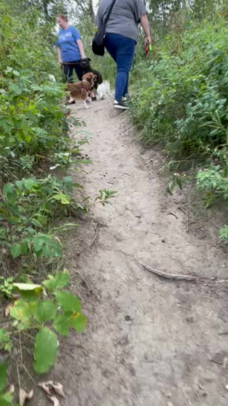 Unexpected dogs meeting me through heavy trees