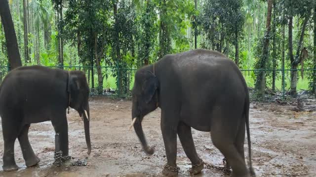 Elephants and baby elephants in the wild. Elephant sounds.