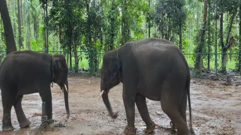 Elephants and baby elephants in the wild. Elephant sounds.