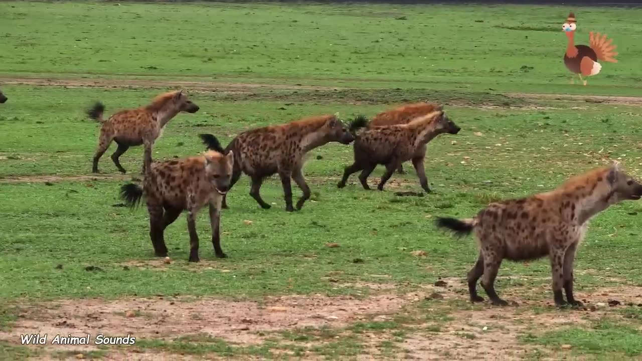 Wild Animal Sounds In Nature: Elephant, Rooster, Cow, Horse, Dog, Hen, Duck,... | Animal Moments