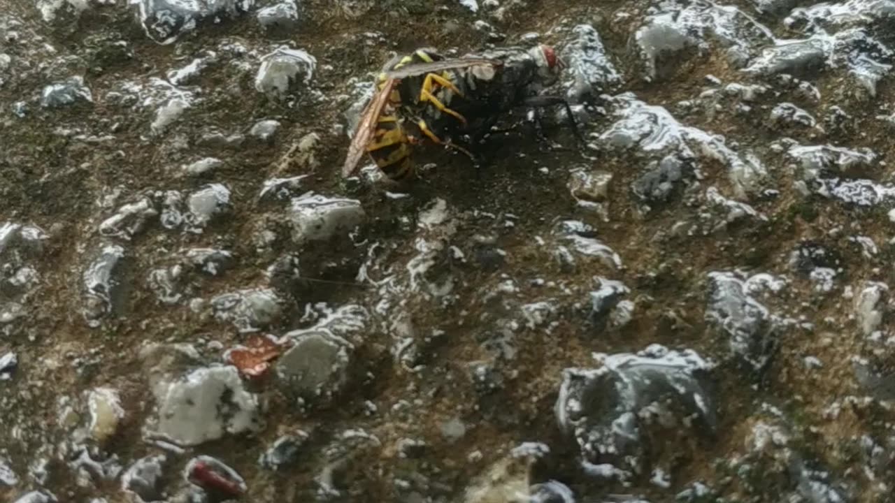 Wasp Vs giant Fly