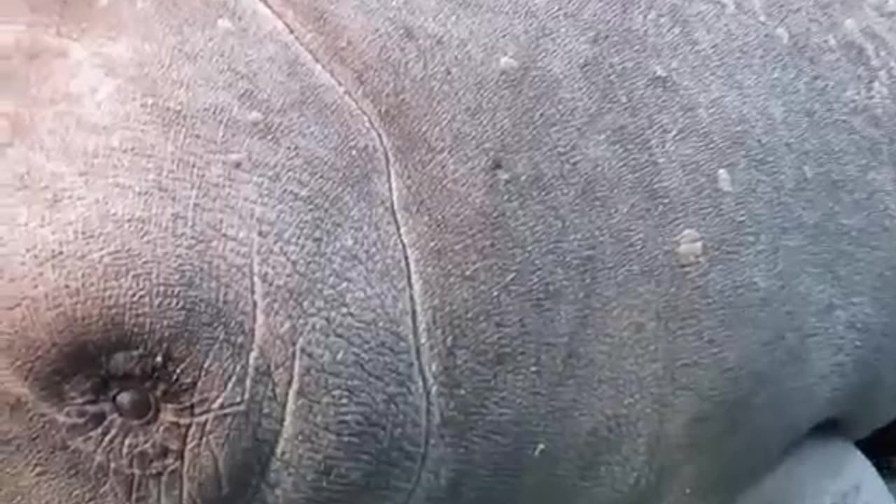 Did You Know Manatees Have Ears_ #shorts #viral #shortsvideo #video