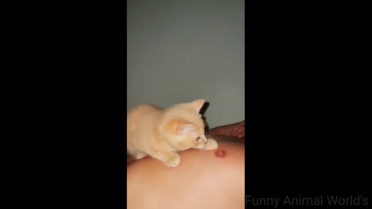 Funny Animal Compilation You Must Watch#18
