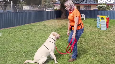 Training and 🐕🐕🐶🐶🐶🐶