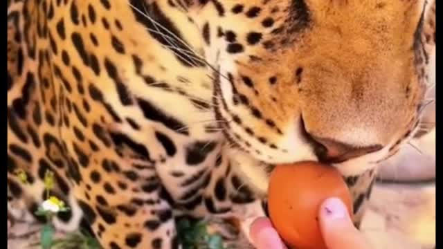 Don't leopards like eggs?