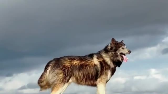 The Blue Bay Dog blows through the street with the evening wind