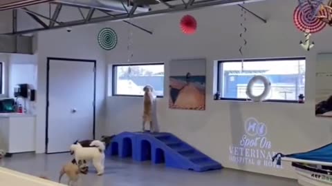 Different type of dogs at the daycare 😂😂😂