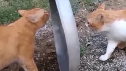 Cat 🐈 funny 😁 😂