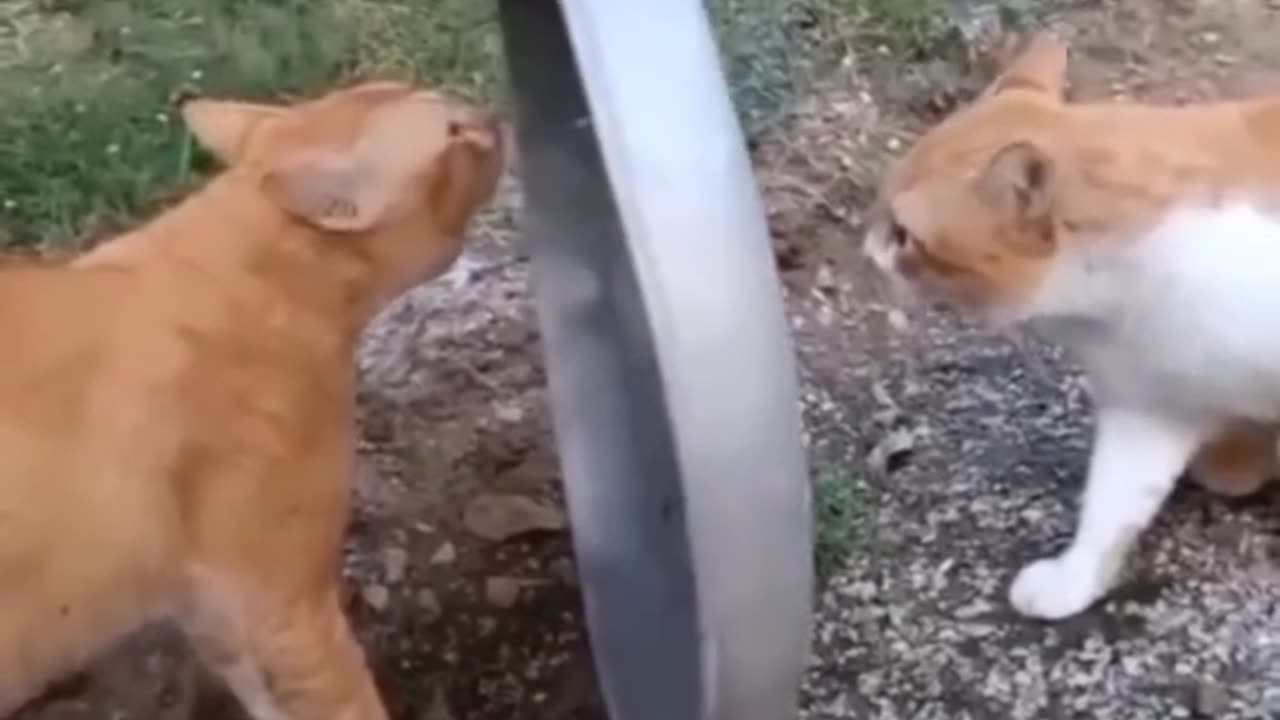 Cat 🐈 funny 😁 😂