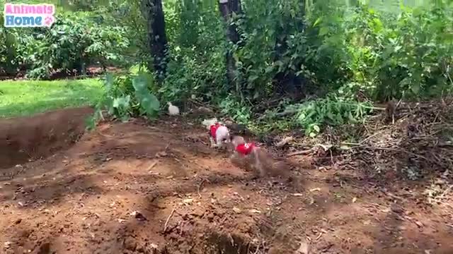 BiBi monkey plays funny with naughty duck and puppy_Cut