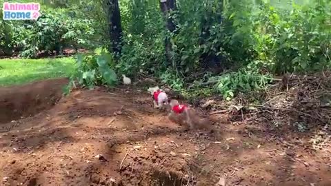 BiBi monkey plays funny with naughty duck and puppy_Cut