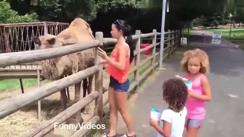 Funny zoo Animals