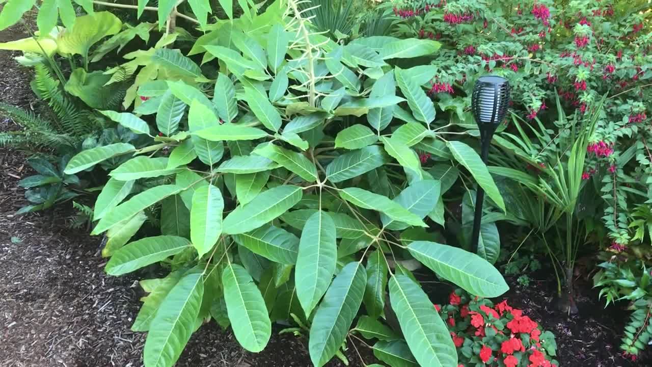 Schefflera delavayi bloom stalk