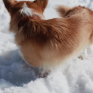 dog is in the snow