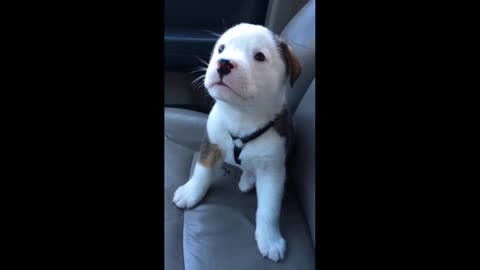 Funny Pup has the hiccups