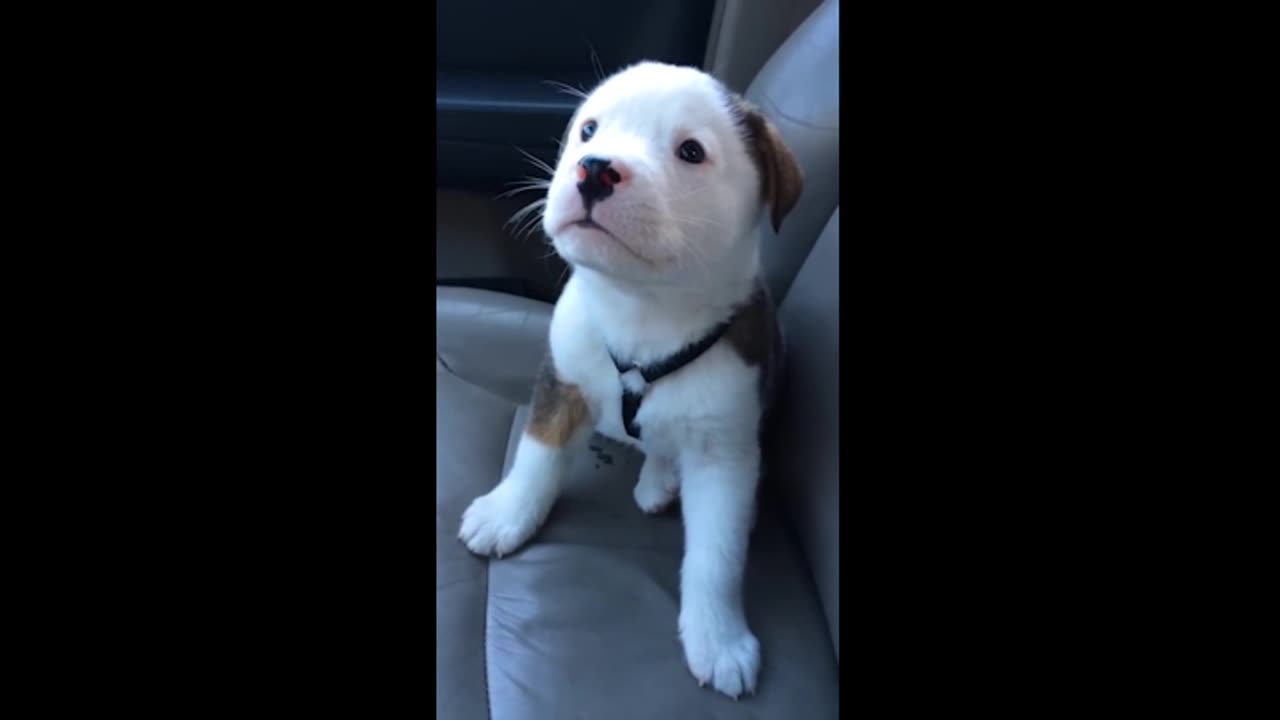 Funny Pup has the hiccups