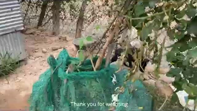 Little Puppy Fight With Chicken & Little Back Guy For Food - little village Pet dog - Cute Animals