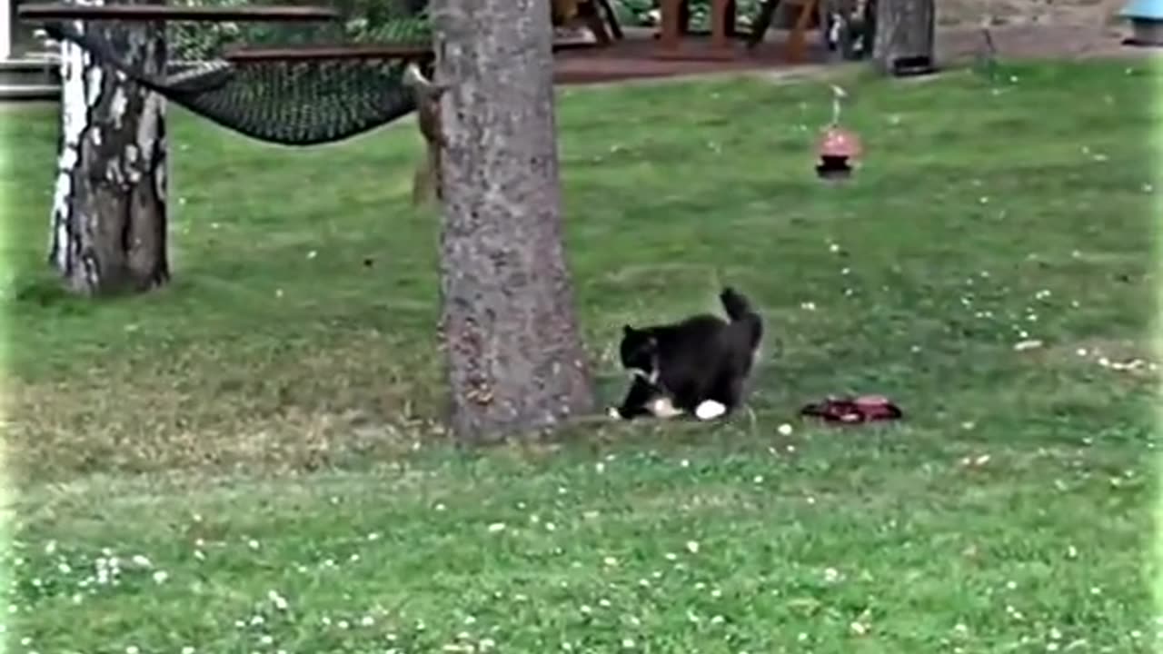 wild escapes
