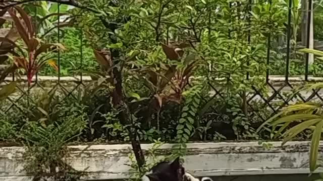 Cute Panda Cat Bathing Down The Tree