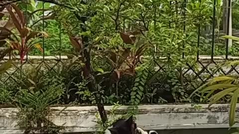 Cute Panda Cat Bathing Down The Tree