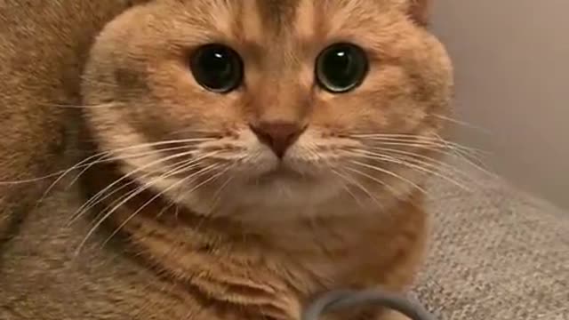 🤣🤣😂THE CAT SAYS TO 👩 👪