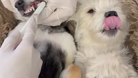 Puppies in: dental treatment